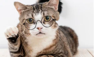 chat-intelligent-102007